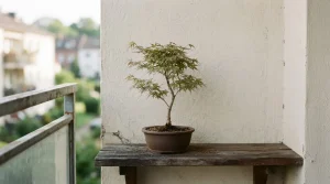 屋外の小さな棚に一鉢だけ置かれたモミジの盆栽